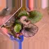 plant/Begonia No ID-3-thumbnail