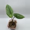 plant/Alocasia Scalprum Mint 0486-2-thumbnail