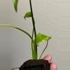 plant/Monstera Yellow Marilyn-3-thumbnail
