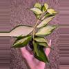 plant/Hoya Polyneura Varigated-1-thumbnail
