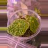 plant/Begonia Staudtii-0-thumbnail