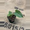 plant/Alocasia Gageana Aurea-1-thumbnail