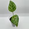 plant/Aglaonema Anyamanee Tricolor 0490-0-thumbnail