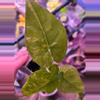 plant/Alocasia Gageana Aurea Pups-1-thumbnail
