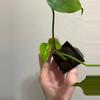 plant/Monstera Yellow Marilyn-2-thumbnail
