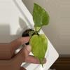 plant/Monstera Mint-2-thumbnail