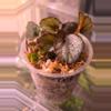 plant/Begonia No ID-1-thumbnail