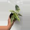 plant/129 Alocasia Dragon Scale Mint-1-thumbnail