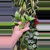 plant/Hoya Sunrise-0-thumbnail