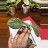 plant/#214 Hoya Coriacea Silver-0-thumbnail
