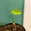 plant/Alocasia Odora California-0-thumbnail