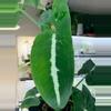 plant/Wendlandii syngonium-3-thumbnail