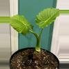 plant/Alocasia Ordora California Corms(2ct)-1-thumbnail