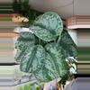 plant/Scindapsus Exotica-0-thumbnail
