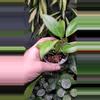 plant/Hoya Sunrise-1-thumbnail