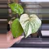 plant/🌿MONSTERA SILVER STAR-0-thumbnail