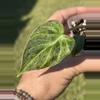 plant/Variegated Philodendron Verrucosum-5-thumbnail