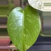 plant/🌿MONSTERA SILVER STAR-2-thumbnail