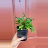 plant/Pink Pentas Ianceolata "Egyptian Starflower" 3" exact pot-2-thumbnail