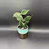 plant/Hoya Polyneura Albo-0-thumbnail