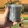 plant/Variegated Philodendron Verrucosum-7-thumbnail