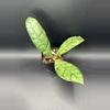 plant/Hoya Black Cat #307-2-thumbnail