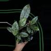 plant/GC Hoya Crassipetiolata ‘Super Splash’-1-thumbnail