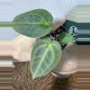 plant/A. Mag Verde x Rainbow Bess-0-thumbnail