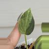 plant/Variegated Philodendron Verrucosum-4-thumbnail