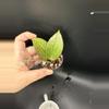 plant/Hoya fka Hellwigiana #437-1-thumbnail
