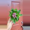 plant/Pink Pentas Ianceolata "Egyptian Starflower" 3" exact pot-0-thumbnail