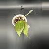 plant/Hoya fka Hellwigiana #437-0-thumbnail