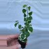 plant/Variegated Ficus Pumila (Variegated Creeping Fig) starter plant growers choice-2-thumbnail