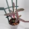 plant/Hoya Sigillatis Outer Variegation-0-thumbnail