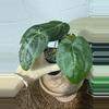plant/A. KD NOID The Dale x (Crystal x Forgettii)-4-thumbnail