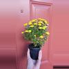 plant/Yellow Chrysanthemum Morifolium "Garden Mum" 3" pot exact plant-1-thumbnail