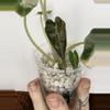 plant/Pink Bambino Alocasia-1-thumbnail