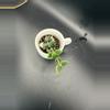 plant/Hoya Chinghungensis #436-1-thumbnail