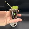 plant/Hoya fka Hellwigiana #437-2-thumbnail