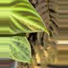 plant/Variegated Philodendron Verrucosum-3-thumbnail