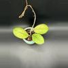 plant/Hoya Larissa #429-1-thumbnail