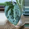 plant/A. Michelle x (Tim Anderson Black x Villenaorum)-0-thumbnail