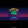 plant/10 Pack of Philodendron White Princess TC-0-thumbnail