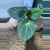 plant/A. KOS (HU)-0-thumbnail