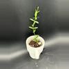 plant/Hoya Engleriana #442-0-thumbnail