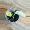 plant/Epipremnum Aureum ‘Japanese Global Pothos’-2-thumbnail