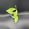 plant/Hoya Finlaysonia #439-1-thumbnail