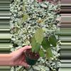 plant/Roseopicta (Breynia Disticha) 2” pot growers choice-4-thumbnail