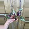 plant/Begonia Rex Salsa starter plant growers choice-2-thumbnail