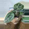 plant/A. Michelle x (Tim Anderson Black x Villenaorum)-1-thumbnail